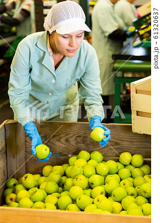 woman worker selecting and preparing apples 61320637
