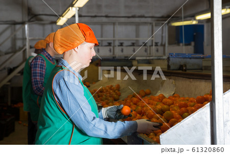 Woman working on producing sorting line at fruit warehouse Woman working on producing sorting line at fruit warehouse 61320860