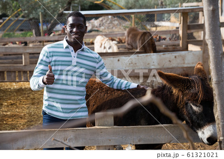 Farm owner taking care of donkey Farm owner taking care of donkey 61321021