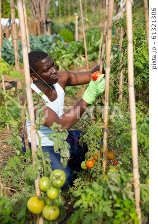 Joyful african-american man harvesting tomatoes in the garden 61321306