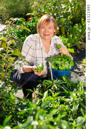 Portrait of mature woman with harvest of bell peppers on the field 61321995