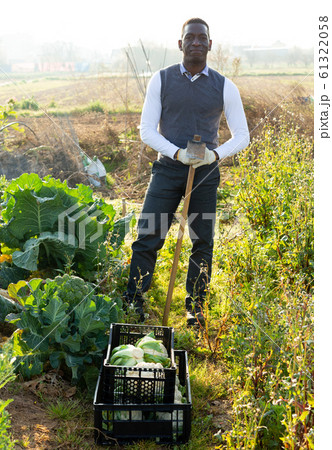 Male with hoe next to growing cauliflowers 61322058