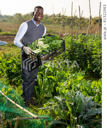 Farmer with box of leaf beets Farmer with box of leaf beets 61322063