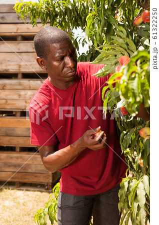 Ordinary male worker working on peach plantation 61322250
