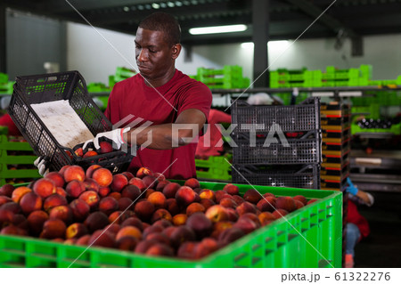 Worker working at fruit warehouse Worker working at fruit warehouse 61322276