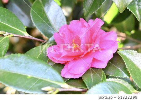 さざんかの写真素材