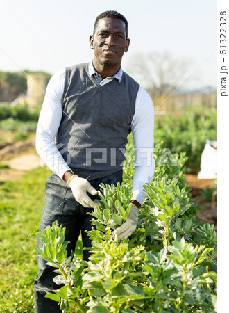 Gardener checking legume bushes 61322328