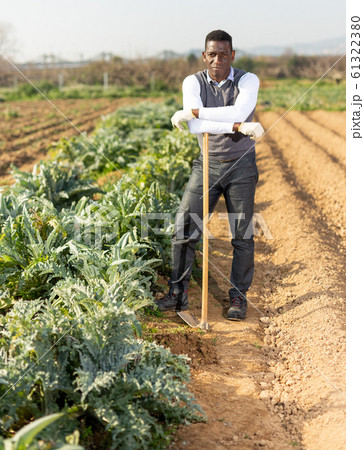 Male with hoe next to artichoke plants Male with hoe next to artichoke plants 61322380