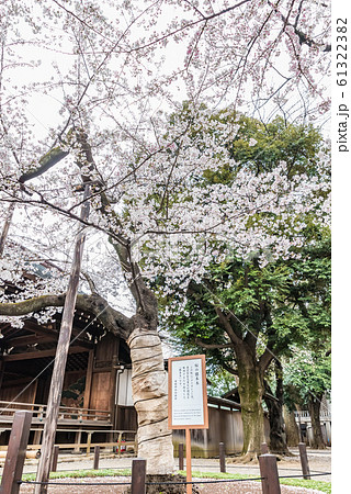 桜の標本木 東京 靖国神社 桜の標本木 東京 靖国神社 61322382