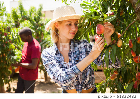 Woman farmer harvesting peaches 61322432