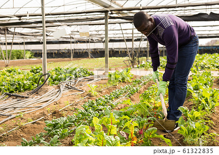 Worker spuds plants in a greenhouse Worker spuds plants in a greenhouse 61322835