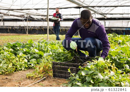 Farmer controlling process of growing of plants in glasshouse 61322841