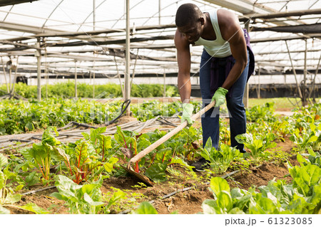 Worker spuds plants in a greenhouse 61323085