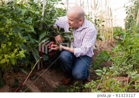 Gardener checking red peppers harvest Gardener checking red peppers harvest 61323117