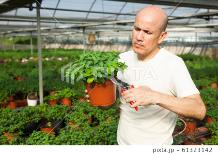 Gardener working with mint plants 61323142