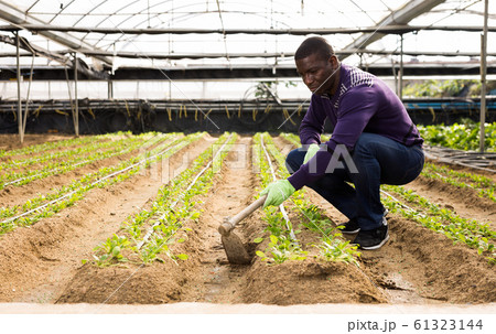 Worker spuds plants in a greenhouse 61323144