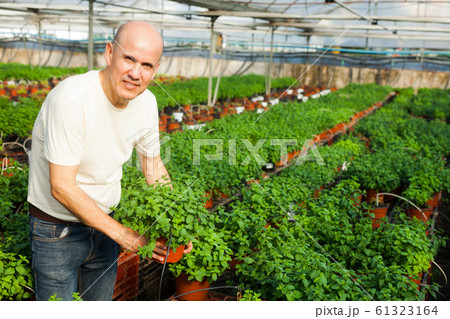 Gardener working with mint plants Gardener working with mint plants 61323164