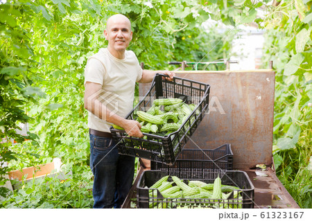 Man harvesting bitter gourd Man harvesting bitter gourd 61323167