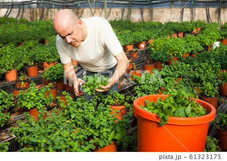 Gardener working with mint plants 61323175