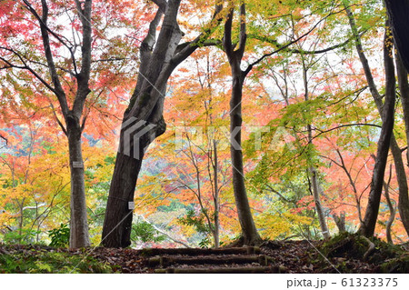 紅葉バイキング 紅葉バイキング 61323375