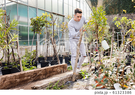 Gardener working in hothouse Gardener working in hothouse 61323386