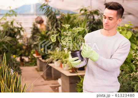 Man gardener is transplanting flowers in pots in orangery Man gardener is transplanting flowers in pots in orangery 61323480
