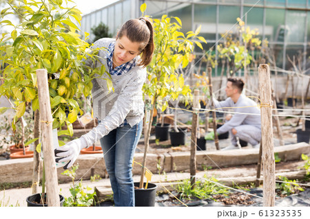 Florist girl working in greenhouse 61323535