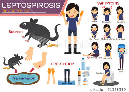 Leptospirosis infographics. Leptospirosis about Leptospirosis infographics. Leptospirosis about 61323539