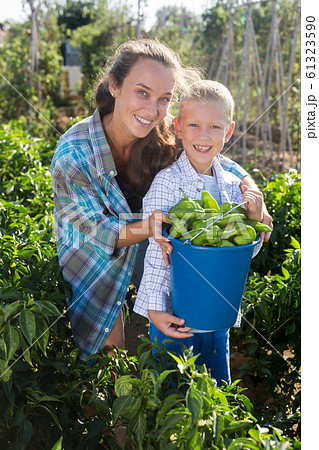Mother and son harvesting bell peppers on plantation 61323590