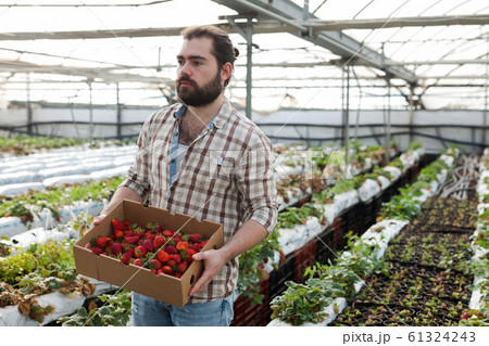 Farmer harvesting strawberries Farmer harvesting strawberries 61324243