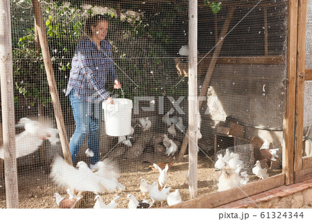 Woman feeding domestic pigeons Woman feeding domestic pigeons 61324344