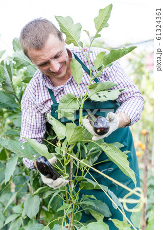 Farmer demonstrating eggplant 61324361