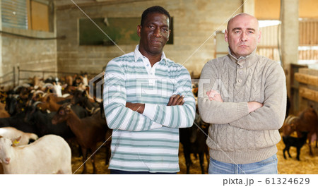 Two men posing in goat barn Two men posing in goat barn 61324629