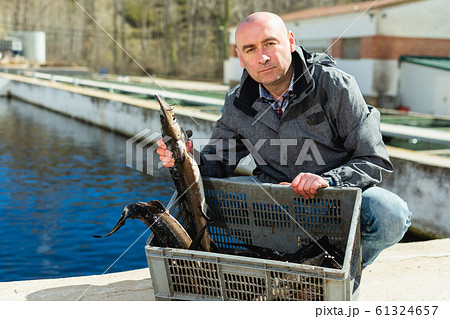 Owner of sturgeon farm showing fish Owner of sturgeon farm showing fish 61324657