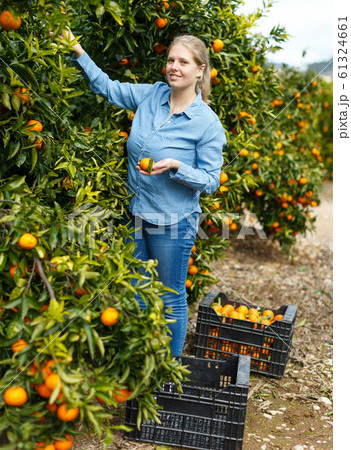 Female workers picking mandarins in box Female workers picking mandarins in box 61324661