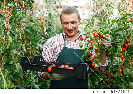 Man professional horticulturist picking harvest of tomatoes to crate in hothouse Man professional horticulturist picking harvest of tomatoes to crate in hothouse 61324671