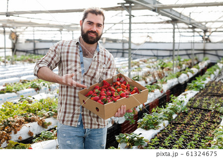 Positive man harvesting strawberries in a greenhouse Positive man harvesting strawberries in a greenhouse 61324675