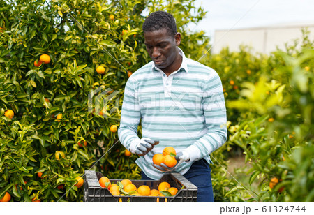 African-American farmer with box of mandarins African-American farmer with box of mandarins 61324744