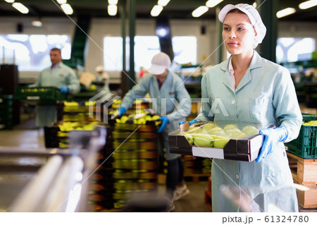 Young woman working on sorting line at fruit warehouse, stacking boxes with selected apples 61324780
