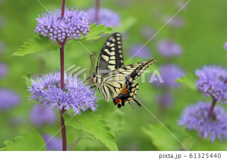 ダン菊に止まるナミアゲハ ダン菊に止まるナミアゲハ 61325440