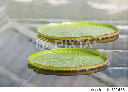 オオオニバス　大鬼蓮　水生植物 61325628