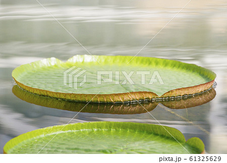 オオオニバス　大鬼蓮　水生植物 61325629