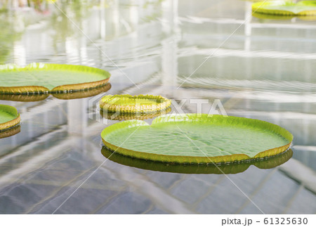 オオオニバス　大鬼蓮　水生植物 61325630
