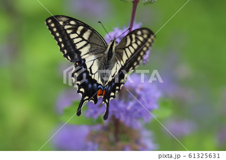 ダンギクに止まるナミアゲハ 61325631