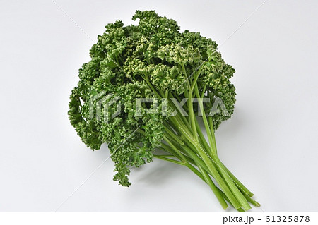 野菜、ハーブの「パセリ」。背景の白バックに小ゴミが残る場合があります。 野菜、ハーブの「パセリ」。背景の白バックに小ゴミが残る場合があります。 61325878