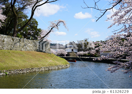 彦根城　桜 61326229