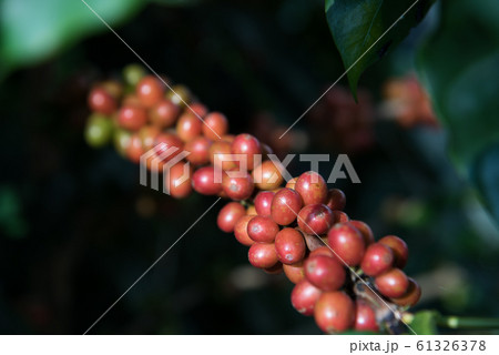 Coffee beans in Doi Chang mountain in Chiang Rai, Thailand. 61326378