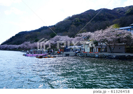 海津大崎　桜　琵琶湖 61326458