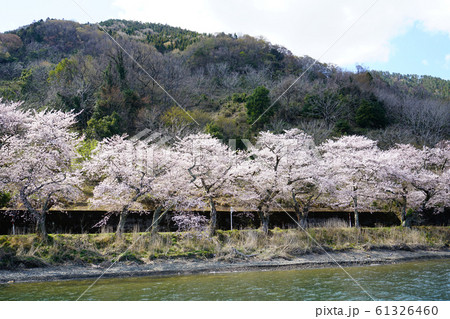 海津大崎　桜　琵琶湖 61326460