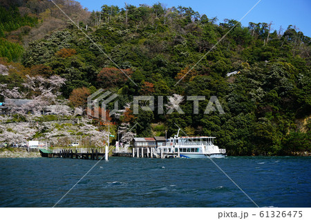海津大崎 桜 琵琶湖 海津大崎 桜 琵琶湖 61326475